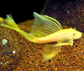 Blue Eyed Long Fin Lemon Bristlenose Pleco - 1 inch